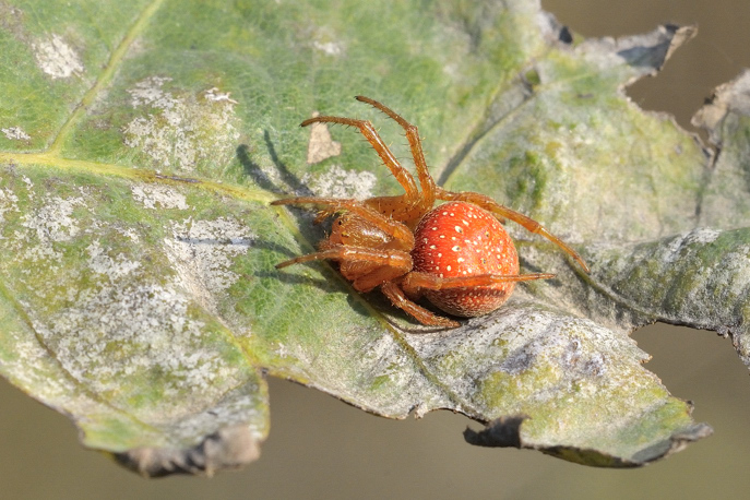 Araneus alsine